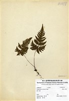 藏品(薄葉三叉蕨)的圖片